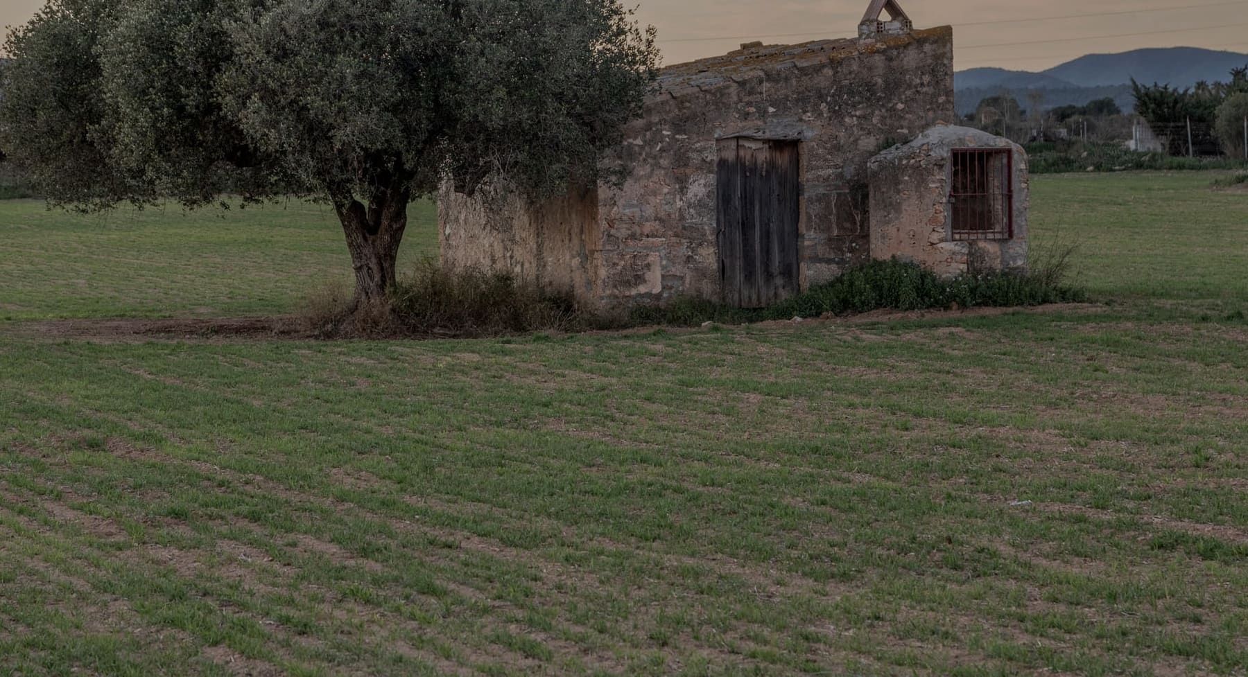 A small stone building with a wooden door at the edge of a ploughed field, an old olive tree beside it, low light.